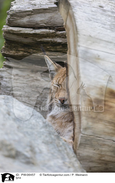 Luchs / lynx / PW-06457