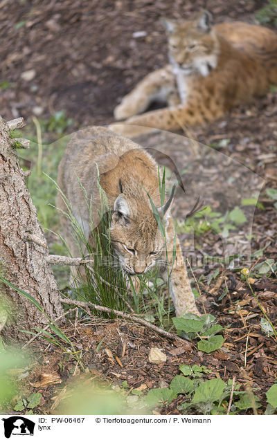 Luchs / lynx / PW-06467