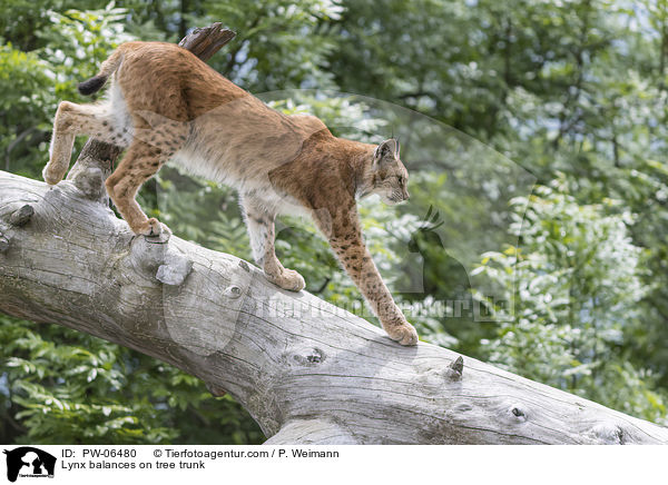 Luchs balanciert auf Baumstamm / Lynx balances on tree trunk / PW-06480