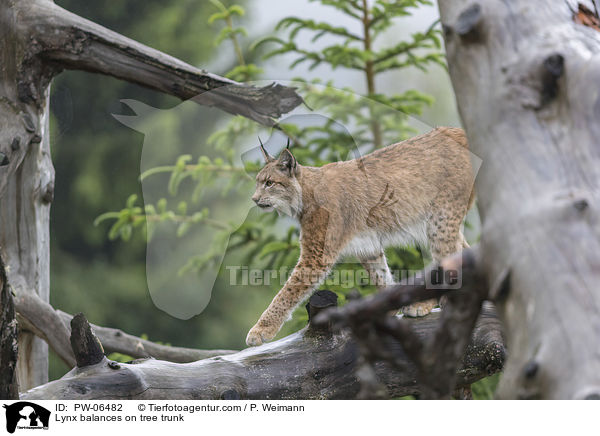 Luchs balanciert auf Baumstamm / Lynx balances on tree trunk / PW-06482