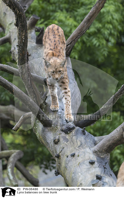 Luchs balanciert auf Baumstamm / Lynx balances on tree trunk / PW-06486