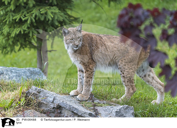 lynx / PW-06488