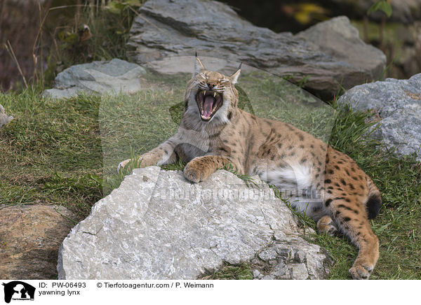 ghnender Luchs / yawning lynx / PW-06493