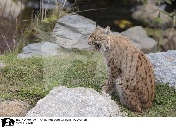 ghnender Luchs / yawning lynx / PW-06496