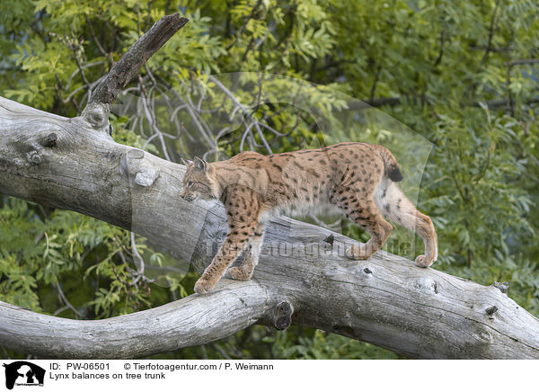Luchs balanciert auf Baumstamm / Lynx balances on tree trunk / PW-06501