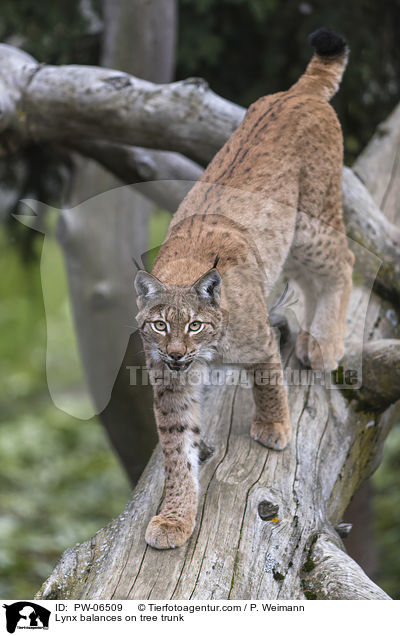 Luchs balanciert auf Baumstamm / Lynx balances on tree trunk / PW-06509