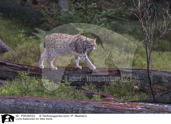 Luchs balanciert auf Baumstamm / Lynx balances on tree trunk / PW-06522