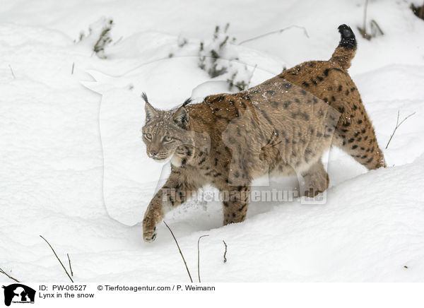 Luchs im Schnee / Lynx in the snow / PW-06527