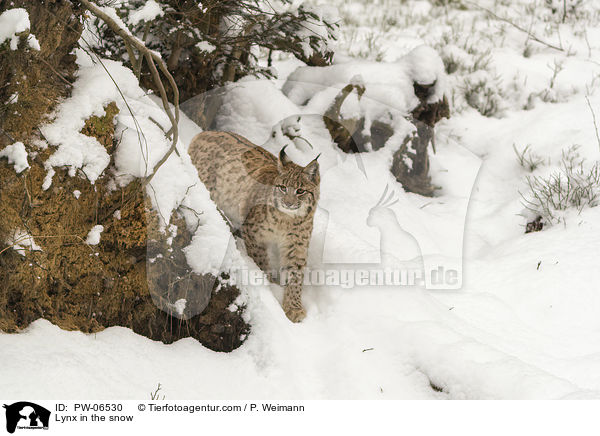 Luchs im Schnee / Lynx in the snow / PW-06530