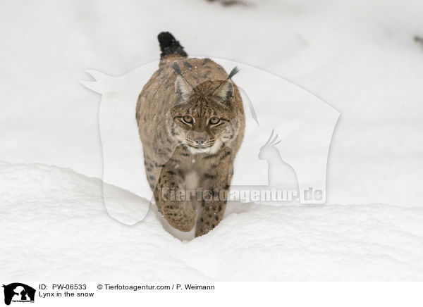 Luchs im Schnee / Lynx in the snow / PW-06533