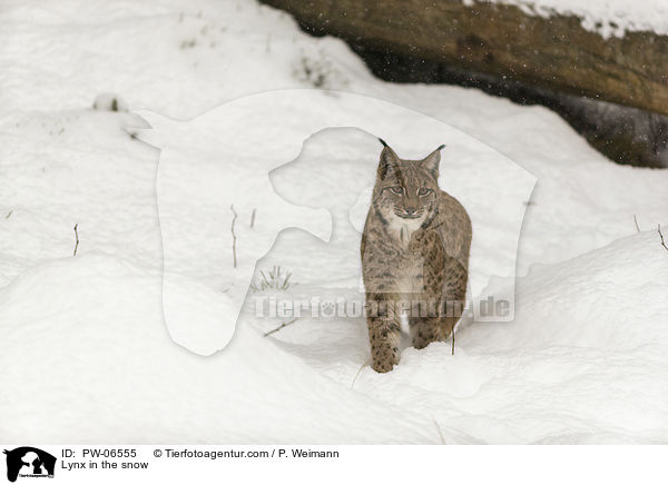 Luchs im Schnee / Lynx in the snow / PW-06555