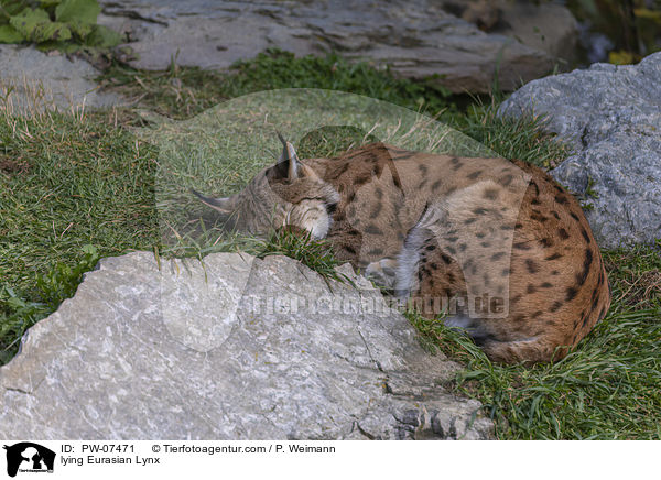 liegender Eurasischer Luchs / lying Eurasian Lynx / PW-07471