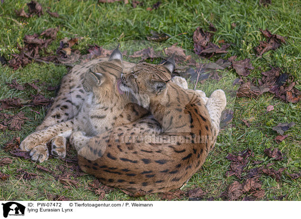 liegende Eurasische Luchse / lying Eurasian Lynx / PW-07472