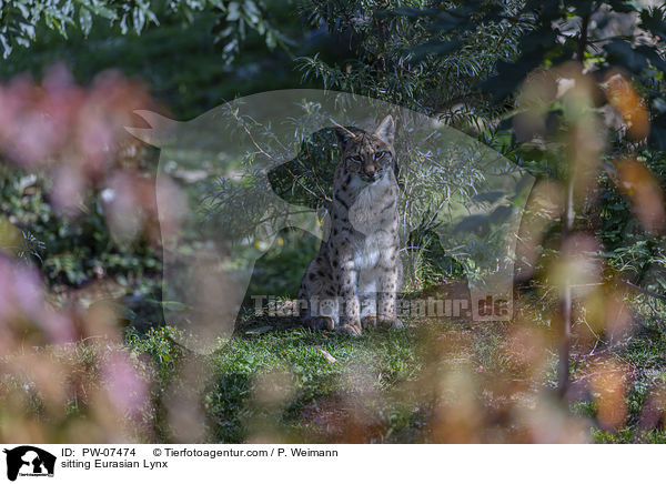 sitzender Eurasischer Luchs / sitting Eurasian Lynx / PW-07474