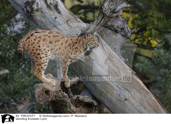 stehender Eurasischer Luchs / standing Eurasian Lynx / PW-07477