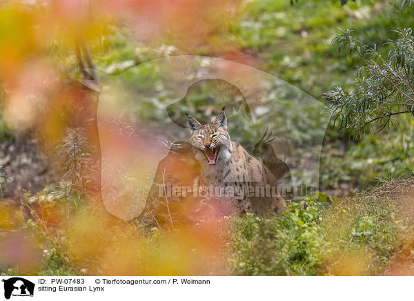 sitzender Eurasischer Luchs / sitting Eurasian Lynx / PW-07483