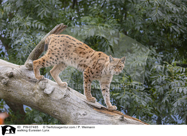 laufender Eurasischer Luchs / walking Eurasian Lynx / PW-07485