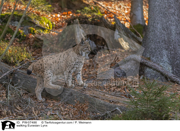 laufender Eurasischer Luchs / walking Eurasian Lynx / PW-07486