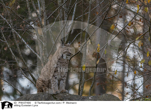 sitzender Eurasischer Luchs / sitting Eurasian Lynx / PW-07490