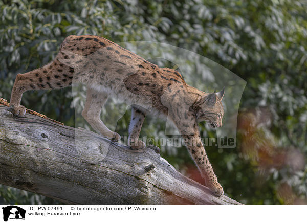 laufender Eurasischer Luchs / walking Eurasian Lynx / PW-07491