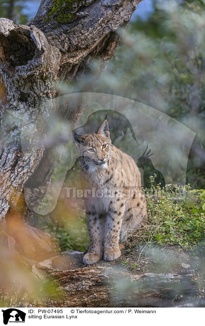 sitzender Eurasischer Luchs / sitting Eurasian Lynx / PW-07495