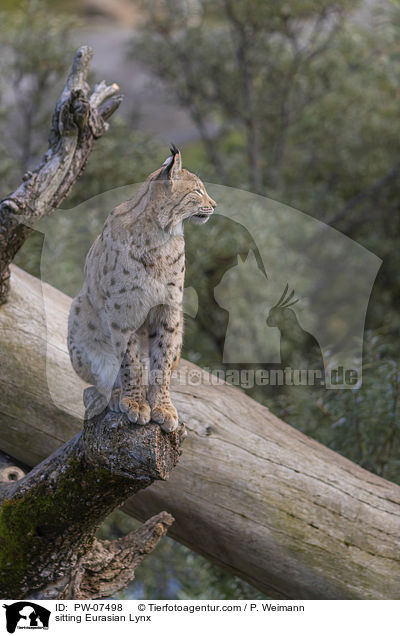 sitzender Eurasischer Luchs / sitting Eurasian Lynx / PW-07498