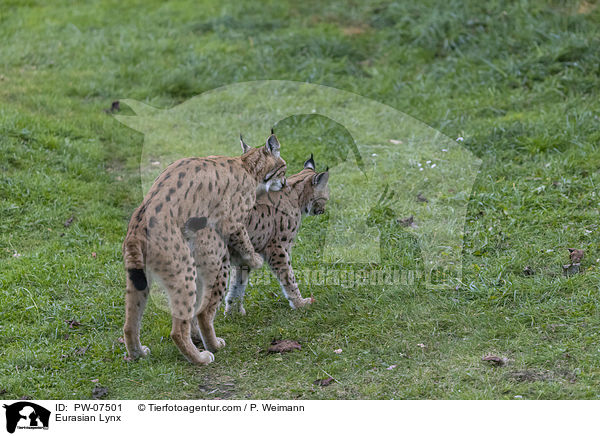 Eurasischer Luchs / Eurasian Lynx / PW-07501