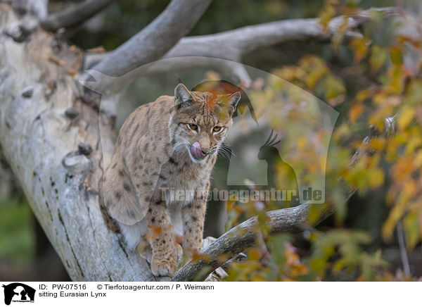 sitzender Eurasischer Luchs / sitting Eurasian Lynx / PW-07516