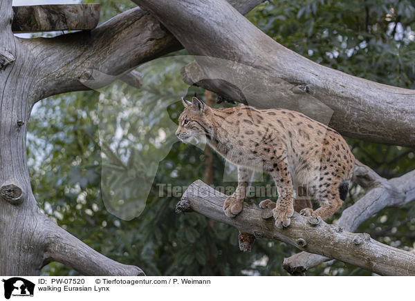 walking Eurasian Lynx / PW-07520