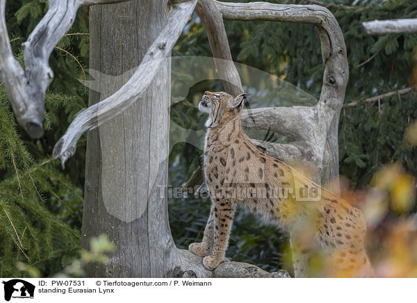 stehender Eurasischer Luchs / standing Eurasian Lynx / PW-07531