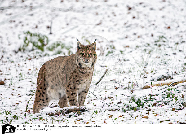 stehender Eurasischer Luchs / standing Eurasian Lynx / MBS-20756