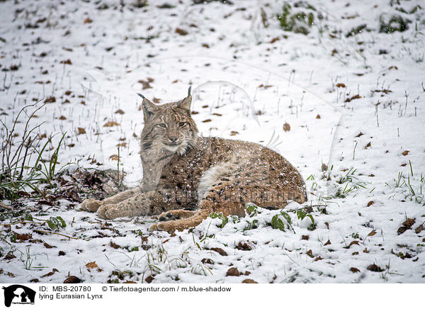 liegender Eurasischer Luchs / lying Eurasian Lynx / MBS-20780