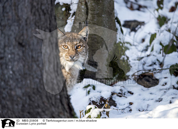 Eurasischer Luchs Portrait / Eurasian Lynx portrait / MBS-20808