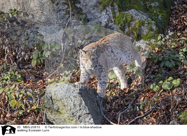 laufender Eurasischer Luchs / walking Eurasian Lynx / MBS-20810