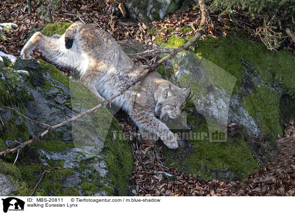 laufender Eurasischer Luchs / walking Eurasian Lynx / MBS-20811