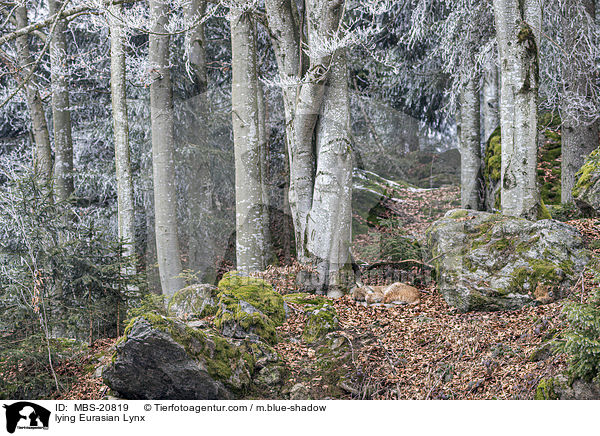 liegender Eurasischer Luchs / lying Eurasian Lynx / MBS-20819