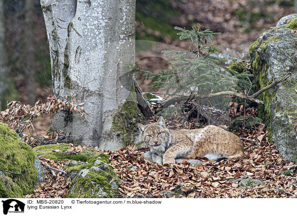 liegender Eurasischer Luchs / lying Eurasian Lynx / MBS-20820