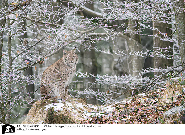 sitzender Eurasischer Luchs / sitting Eurasian Lynx / MBS-20831