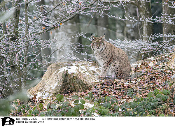 sitzender Eurasischer Luchs / sitting Eurasian Lynx / MBS-20833