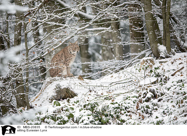 sitzender Eurasischer Luchs / sitting Eurasian Lynx / MBS-20835