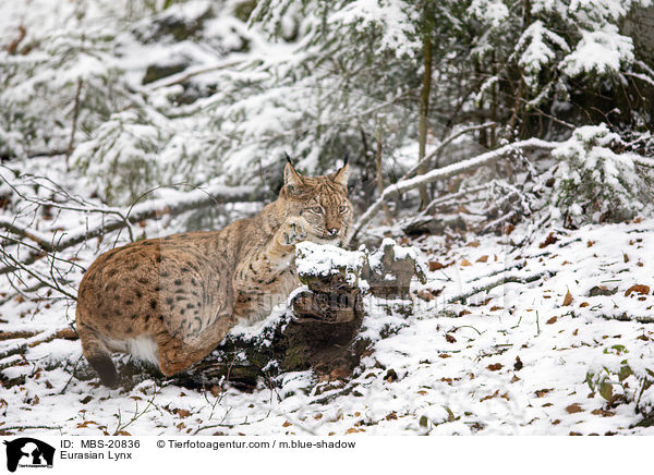 Eurasischer Luchs / Eurasian Lynx / MBS-20836