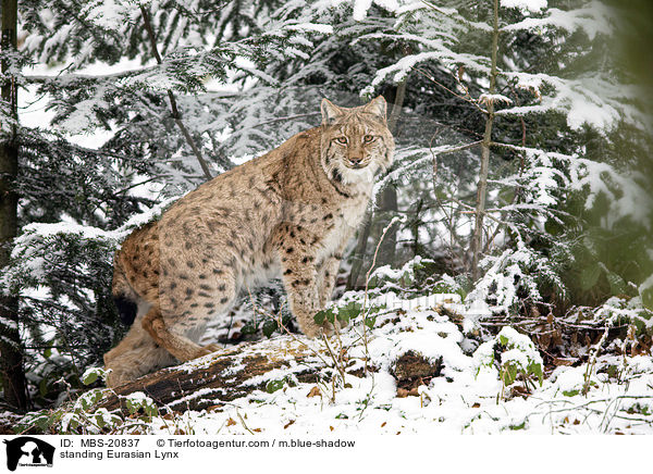 stehender Eurasischer Luchs / standing Eurasian Lynx / MBS-20837