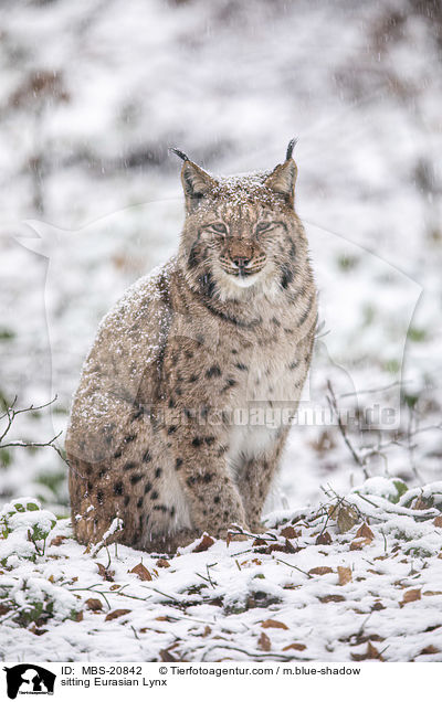 sitzender Eurasischer Luchs / sitting Eurasian Lynx / MBS-20842