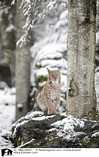 sitzender Eurasischer Luchs / sitting Eurasian Lynx / MBS-20847