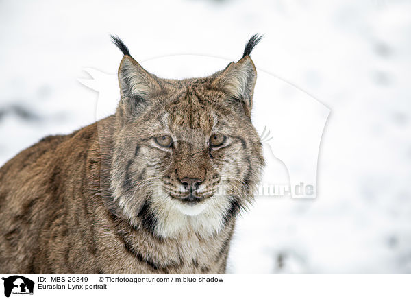 Eurasischer Luchs Portrait / Eurasian Lynx portrait / MBS-20849