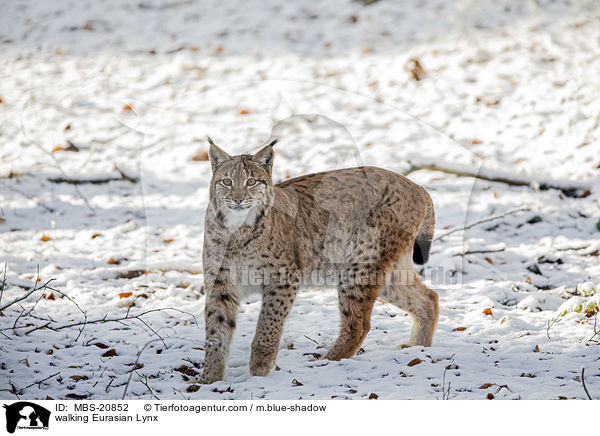 laufender Eurasischer Luchs / walking Eurasian Lynx / MBS-20852