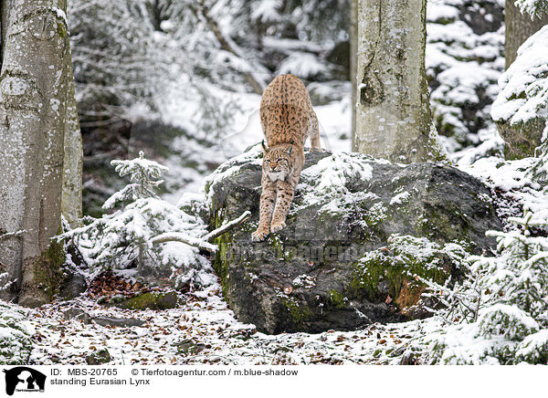 stehender Eurasischer Luchs / standing Eurasian Lynx / MBS-20765