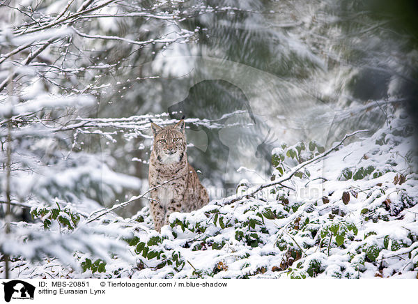 sitzender Eurasischer Luchs / sitting Eurasian Lynx / MBS-20851