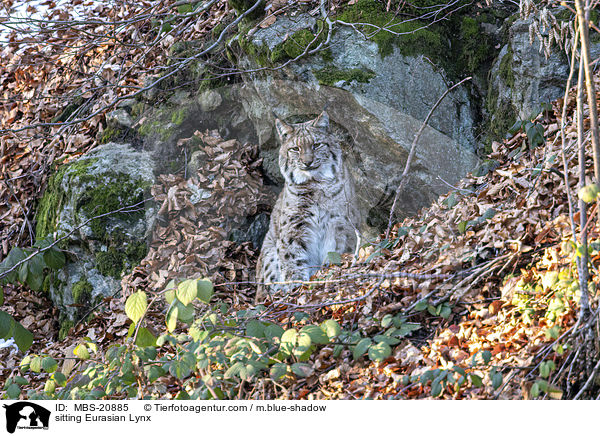 sitzender Eurasischer Luchs / sitting Eurasian Lynx / MBS-20885