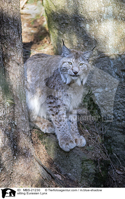 sitzender Eurasischer Luchs / sitting Eurasian Lynx / MBS-21230